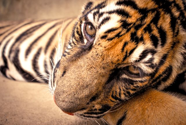 Close-Up Portrait of Resting Tiger with Intense Gaze - Download Free Stock Photos Pikwizard.com