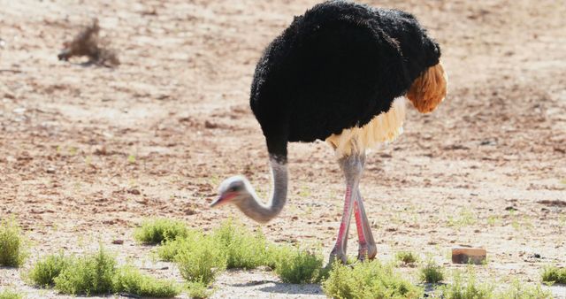 Ostrich feeding on sparse vegetation in a dry, desert-like area with sandy soil and patches of greenery. Useful for nature, wildlife, environment, desert ecology, and animal behavior themes.