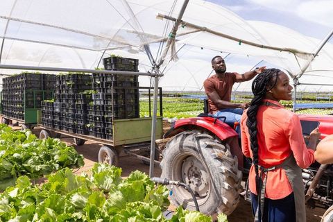 Farmers on Red Tractor in Greenhouse with Lettuce and Crates