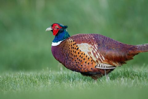 Majestic ring-necked pheasant in lush green field