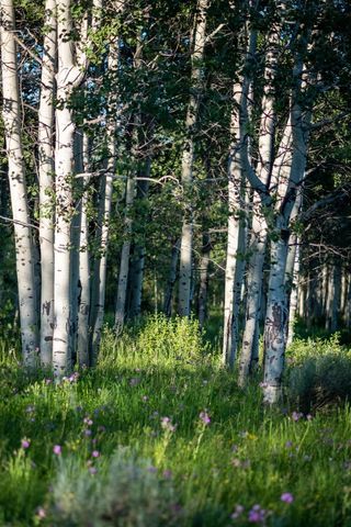 Serene birch leaves and forest with wildflowers in sunlight