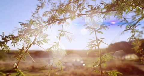 Rural Serenity with Sunlit Branches and Soothing Lens Flares