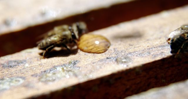 Close-Up of Bees Drinking Water on Brown Wooden Surface - Download Free Stock Images Pikwizard.com