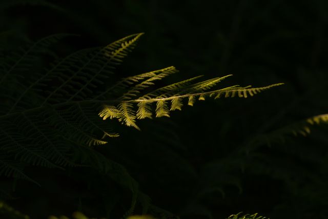 This image shows sunlight gently highlighting the intricate pattern of fern leaves against a dark forest background. Perfect for projects involving nature, tranquility, and plant life. It can be used in environmental campaigns, outdoor adventure promotions, and gardening blogs.
