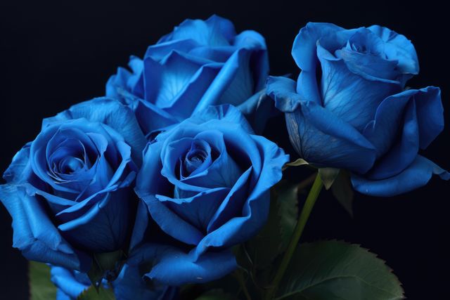 This close-up of vibrant blue roses features the intricate details of their petals against a dark background. Ideal for use in nature-themed projects, floral arrangements, backgrounds for design, romantic gifts, or as wall art for adding a touch of elegance and color to interiors.