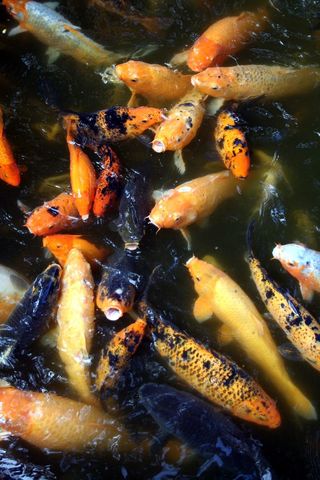 Vibrant Koi Fish Swimming in a Garden Pond