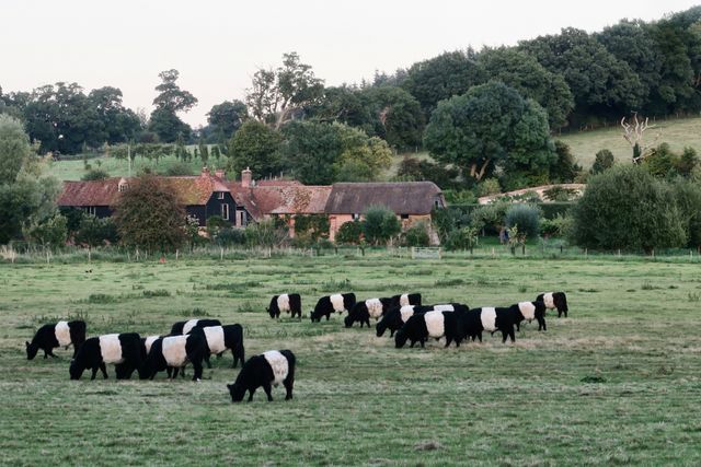 View of cattle grazing in a farm. farming  and livestock concept