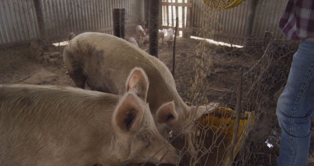 Farmer feeding pigs in rural barn with fence enclosure - Download Free Stock Images Pikwizard.com