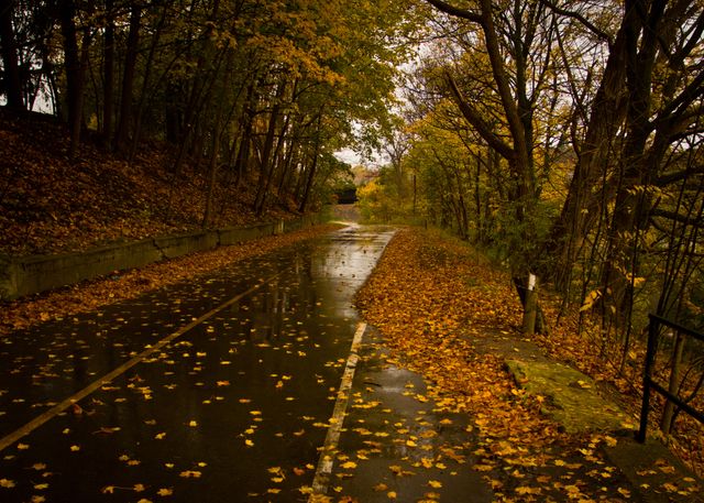 This picture portrays an autumn scene with a rainy road covered in fallen leaves through a forest. Wet asphalt reflects the muted light from the overcast sky, while vibrant yellow leaves create a striking contrast. Perfect for use in nature-themed designs, seasonal greetings, or mood-setting landscapes in advertising and publications.