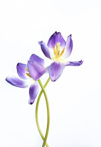Elegant Purple Tulips with Delicate Petals on White Background