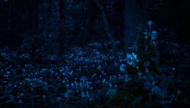 Enchanted forest with glowing bioluminescent mushrooms at night
