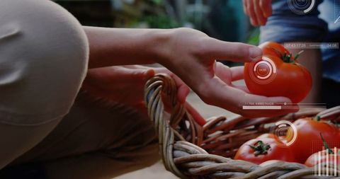 Hands Picking Tomatoes with Augmented Reality Data Overlay