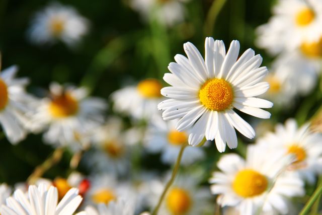 Bright and vibrant close-up of blooming daisies with yellow centers and white petals against a blurry green background. Perfect for use in floral-themed projects, nature articles, gardening materials, seasonal greetings, and wellness content.