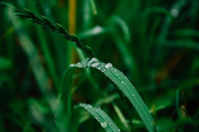 Close-up capture of dewdrops on lush green blades of grass. Ideal for nature-themed designs, environmental concepts, or backgrounds conveying freshness and morning tranquility. Perfect for use in advertising, websites, and posters related to eco-friendly initiatives, gardening, or wellness.