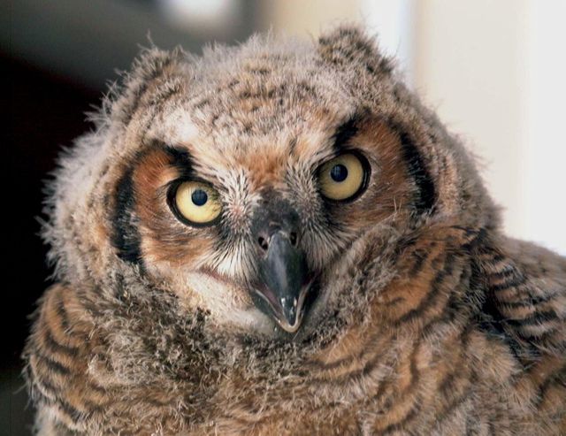 Close-up of a Fluffy Baby Owl with Intense Stare - Download Free Stock Photos Pikwizard.com