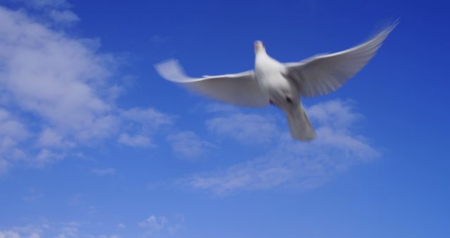 White dove soaring through clear blue sky with wisps of clouds in background, symbolizing peace, freedom, and purity. Ideal for use in inspirational posters, nature-themed websites, and environmental campaigns.