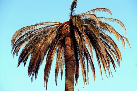 Majestic Palm Tree Against Bright Blue Sky