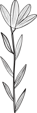 minimalist monochrome floral line drawing on transparent background - Download Free Stock Videos Pikwizard.com