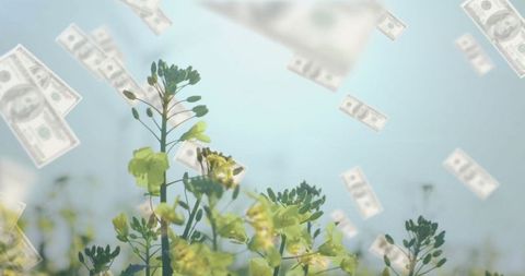 Yellow Wildflowers with Floating Dollar Bills Against Clear Sky