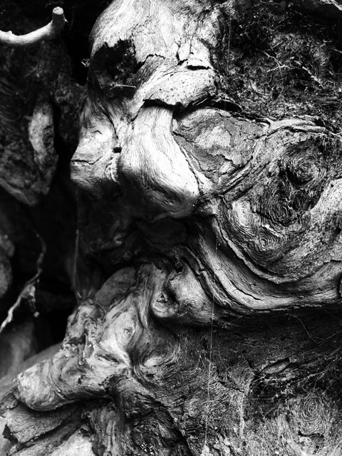 Close-Up of Knotted Tree Bark Showing Intricate Natural Patterns - Download Free Stock Photos Pikwizard.com