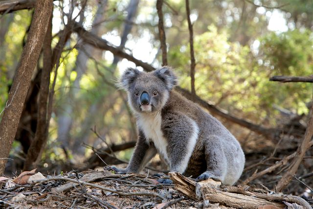Young koala sitting on ground in a serene Australian forest surrounded by branches and leaves. Perfect for themes of wildlife, conservation efforts, nature appreciation, Australian wildlife, and outdoor exploration.