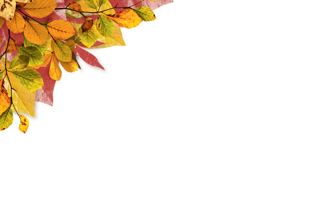 Transparent Autumn Leaves Illustration with Diverse Vivid Foliage Patterns - Download Free Stock Videos Pikwizard.com