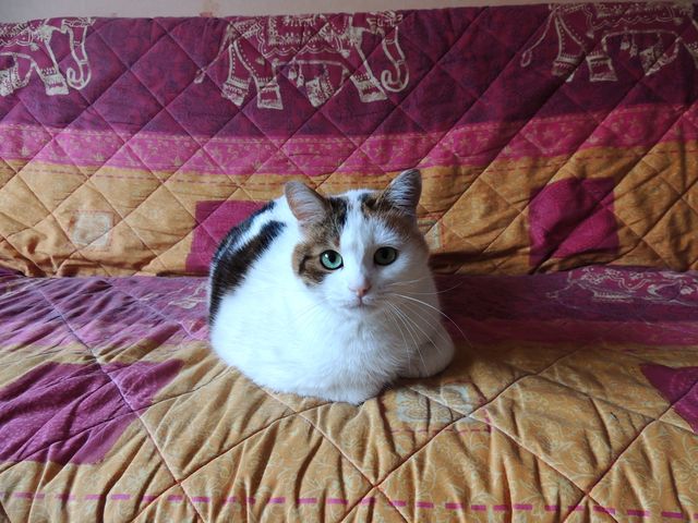 Adorable calico cat comfortably sitting on a vibrant, multi-colored quilt adorned with elephant prints. Perfect for pet-related blogs, articles about cat behavior, home decor inspiration, or social media posts showcasing cute and cozy pets.