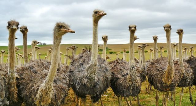 Large group of ostriches in open grassland - Download Free Stock Photos Pikwizard.com