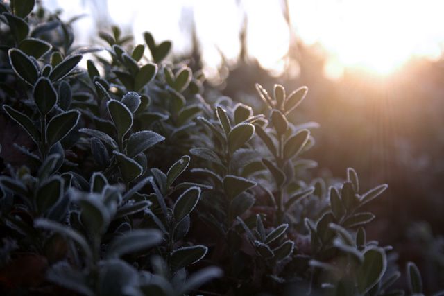 Frost-Covered Foliage in Early Morning Sunlight - Download Free Stock Photos Pikwizard.com