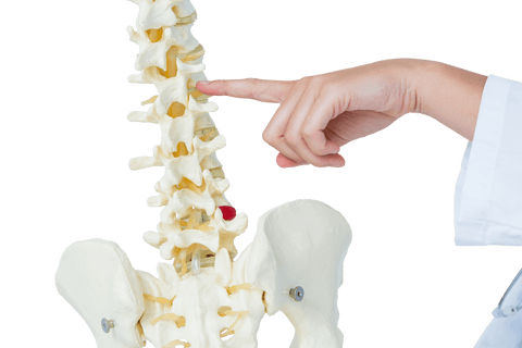 doctor pointing to human spine structure on transparent background - Download Free Stock Videos Pikwizard.com