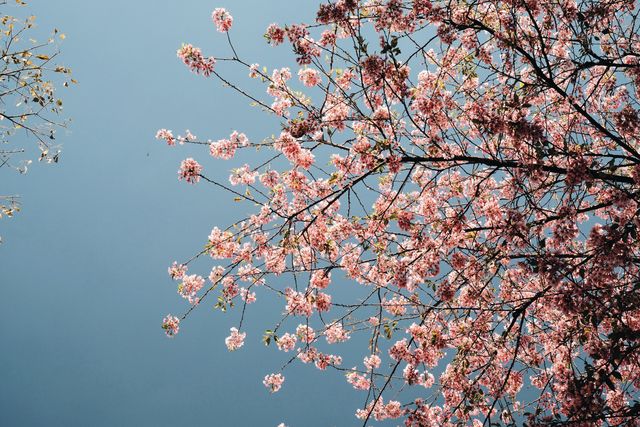 Cherry blossom branches in full bloom against a clear blue sky, creating a vibrant spring scene. Ideal for spring-themed designs, nature articles, and social media posts celebrating the beauty of blossoms.