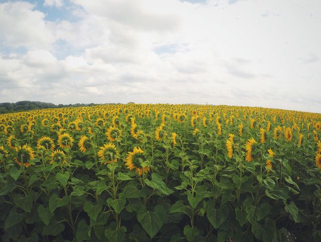 Expansive sunflower field under a partly cloudy sky. This serene and natural setting is ideal for themes related to agriculture, nature, tranquility, and farming. Perfect for backgrounds, promoting outdoor activities, or using in environmental and agricultural campaigns.