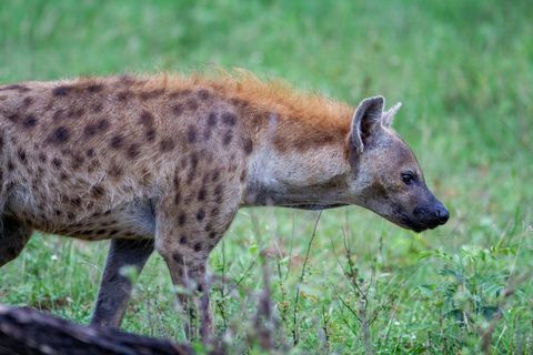 Spotted hyena walking through green grassland at close range