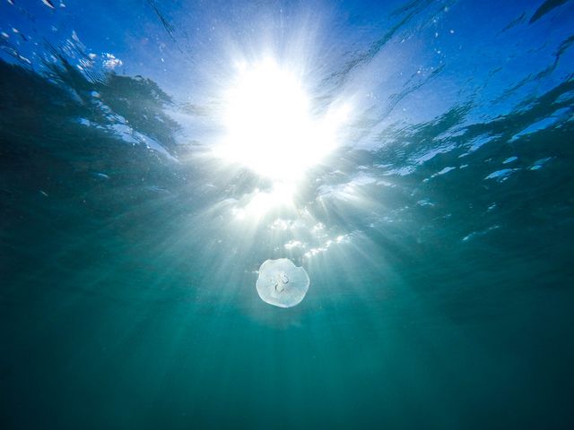 Ethereal image of jellyfish floating alone beneath sunlit ocean surface. Sun rays penetrate clear blue water, creating calming and tranquil atmosphere. Perfect for nature, marine life, and underwater themes. Useful for websites, blogs, or environmental campaigns highlighting ocean conservation and aquatic life.