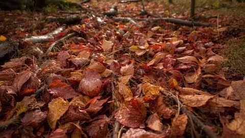 Slow panning across wet autumn leaves and moss on forest floor, closeup texture study