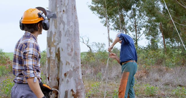 Lumberjacks Working in Forest Cutting Down Trees - Download Free Stock Images Pikwizard.com