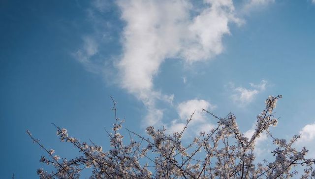Spring blossom branches reaching into clear blue sky with soft white clouds