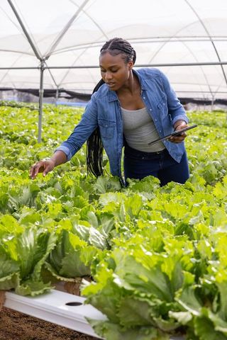 Woman Examining Hydroponic Lettuce in Greenhouse with Tablet