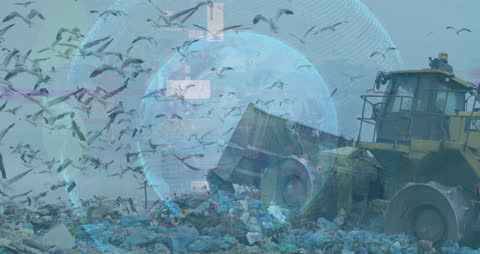 Birds Clearing Landfill with Global Data and Business Analytics Overlay