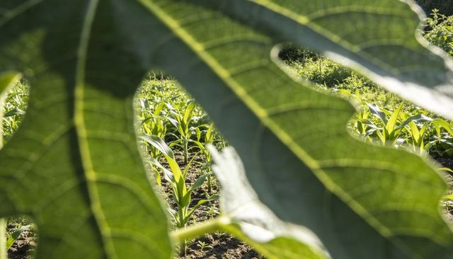 Backlit lobed leaf framing and revealing sunlit maize seedlings in neat garden rows, early growth
