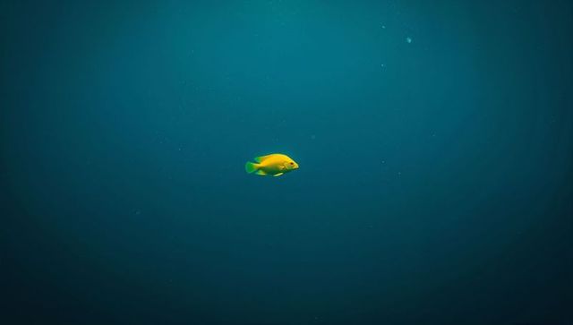 Solitary yellow fish amidst peaceful deep blue ocean