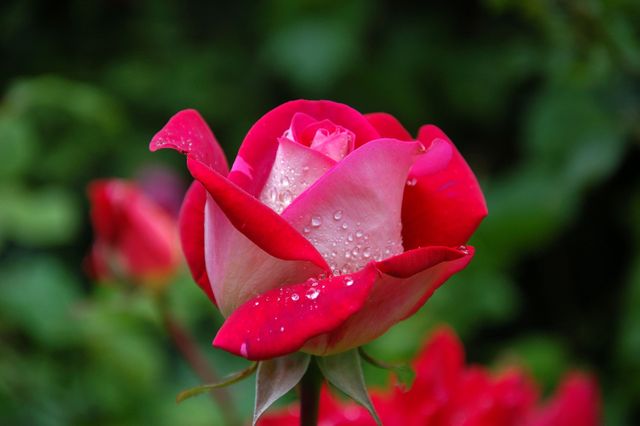 Close Photography of Red and Pink Rose - Download Free Stock Photos Pikwizard.com