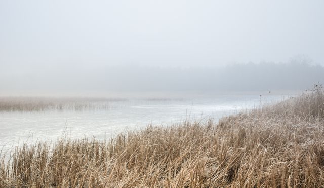 Serene misty lake at dawn with frost-covered reeds through landscape. Suitable for use in articles related to nature, tranquility, winter scenes, and the beauty of foggy environments. Ideal for inspirational blogs, outdoor adventure websites, and nature-themed calendars.