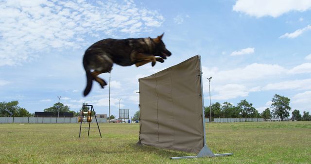 A German Shepherd dog is captured mid-air as it leaps over an agility hurdle during a training session, with copy space. Agility training showcases the dog's athleticism and the close working relationship between the canine and its trainer.