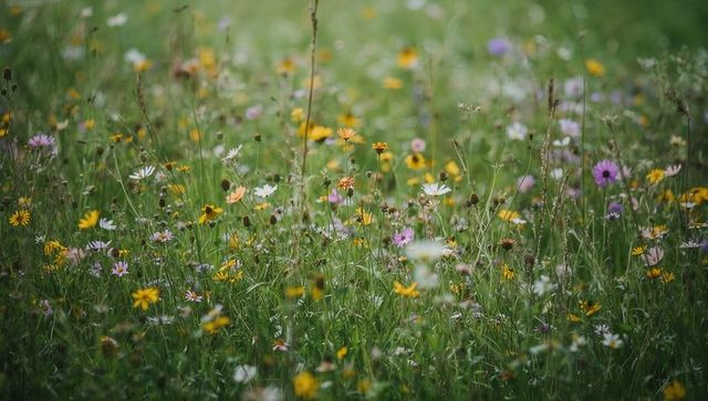 Swaying wildflower meadow featuring yellow daisies and pastel blooms at ground level