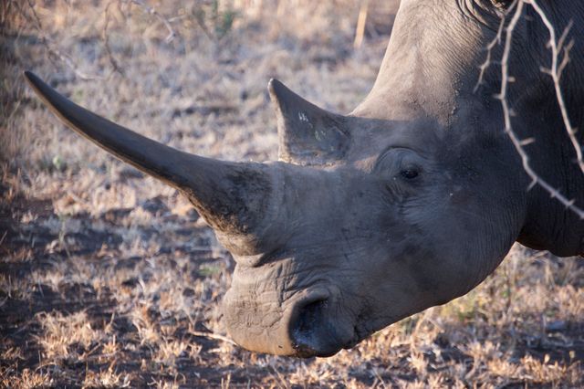 Close-Up of Rhinoceros in South African Serengeti - Download Free Stock Photos Pikwizard.com