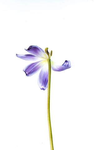 Delicate Purple Tulip on Bright White Background