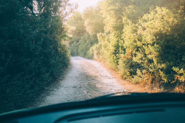 Sunlit dirt road winding through dense forest with green trees and lush foliage. The path is surrounded by vibrant greenery, creating a serene and peaceful natural setting perfect for outdoor activities, travel inspirations, nature-themed blogs, and adventure advertisements.