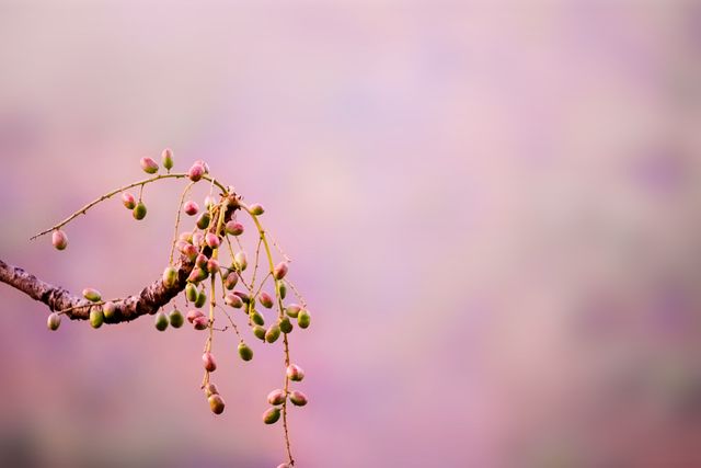 Branch extending with pink and green buds against a soft pastel blurred background. Perfect for spring-themed designs, nature photography showcases, gardening blogs, or promoting natural beauty products.