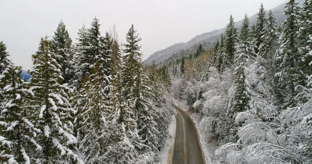Snow-covered forest with a winding road showcases peaceful winter scenery. Perfect for winter travel brochures, nature articles, environmental blogs, or social media posts highlighting winter landscapes. Visual representation for cold weather conditions and natural beauty during winter.